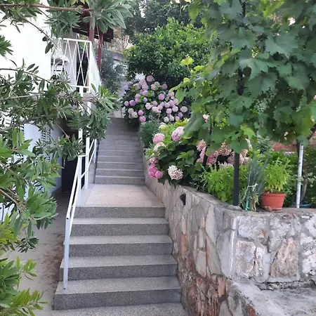 New And Modern Franicevic