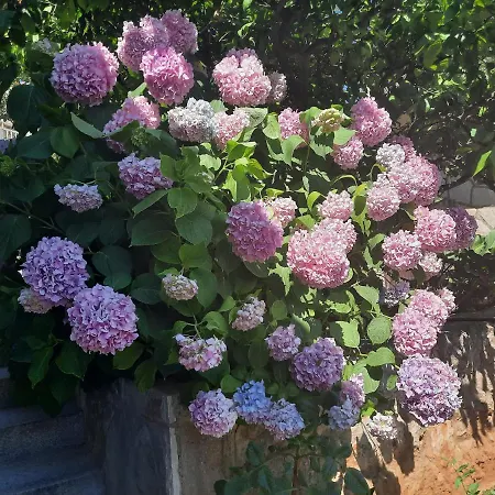 New And Modern Franicevic Apartment Jelsa (Hvar)