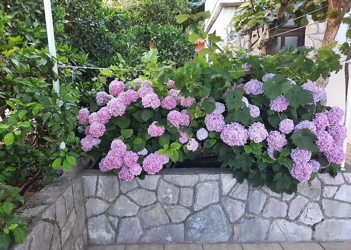 New And Modern Franicevic *